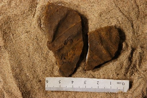 Protophyllum lecuteanum