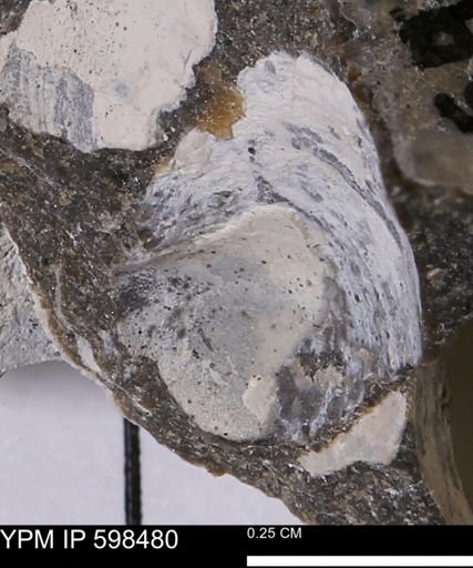 Limopsis striatopunctatus