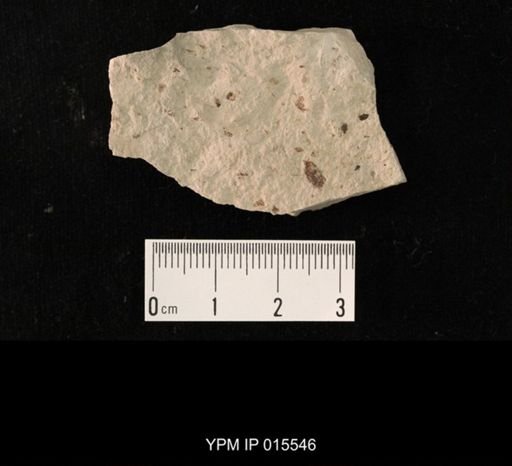 Probnis speciosa