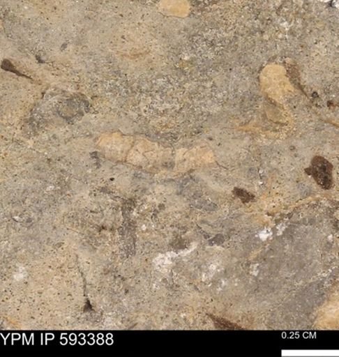 taxon undetermined