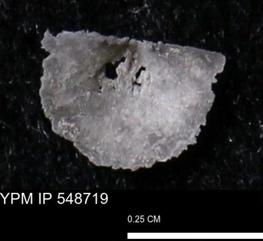 Stropheodonta perplana