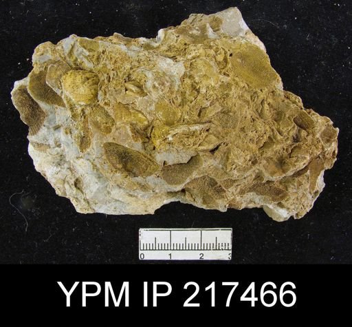 Schizophoria sp.