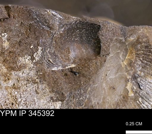 undet. Bivalvia