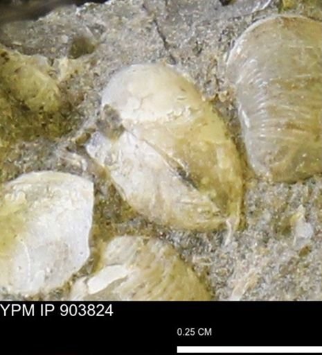 Corbulamella sp.
