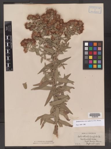 Symphyotrichum novae-angliae