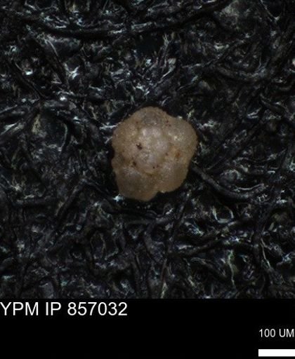 undet. Foraminiferida