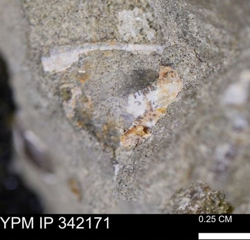undet. Scaphitidae