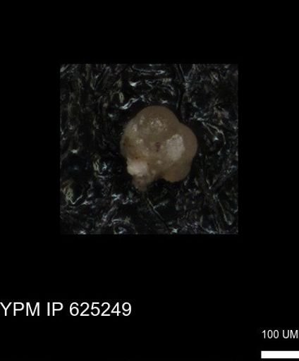 undet. Foraminiferida