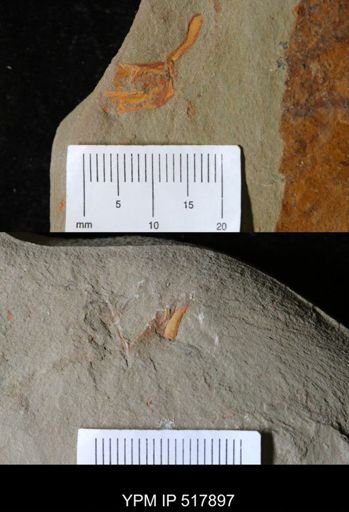 Cothurnocystis?