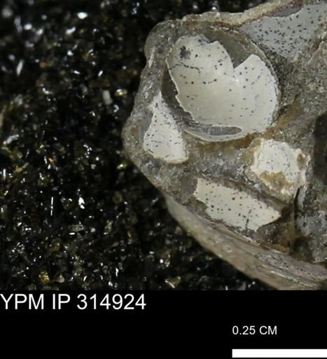 undet. Bivalvia