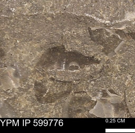 Protocardia subquadrata