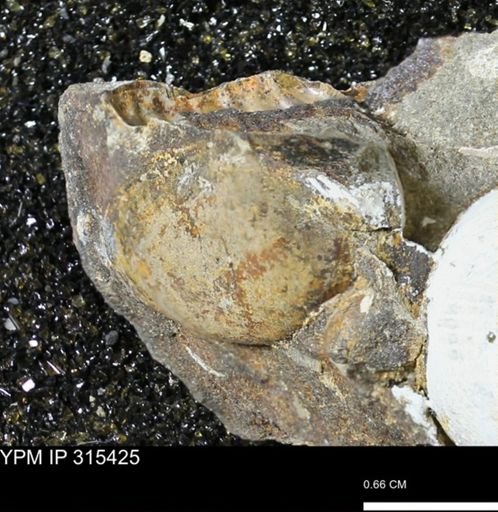 undet. Mollusca