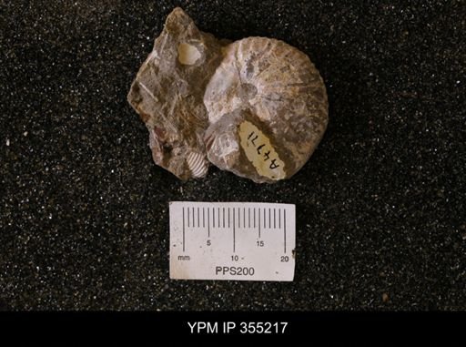 Discoscaphites sp.