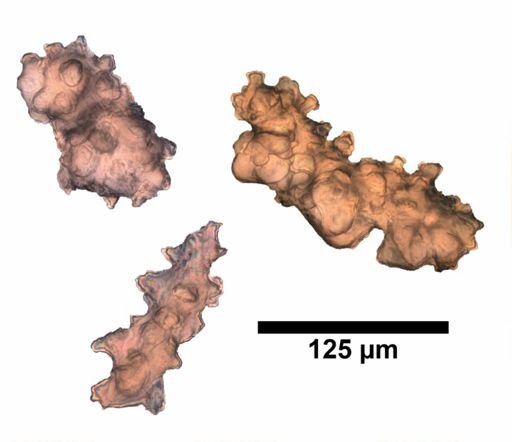 Anthopodium australe