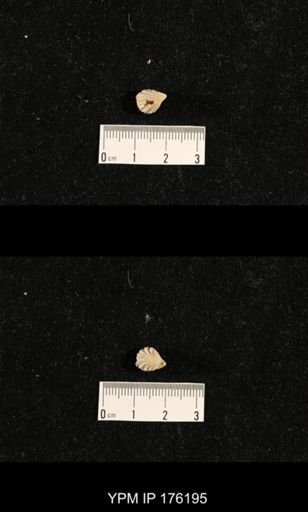 Hustedia pusilla