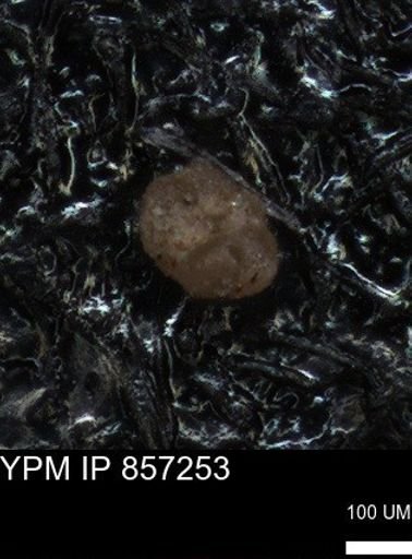 undet. Foraminiferida