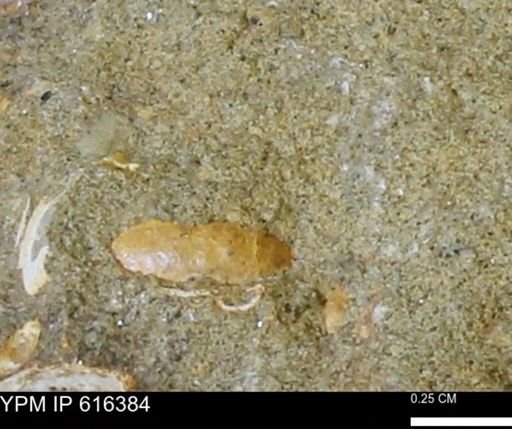 Protocardia subquadrata