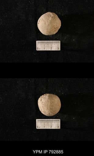 Hindia sphaeroidalis