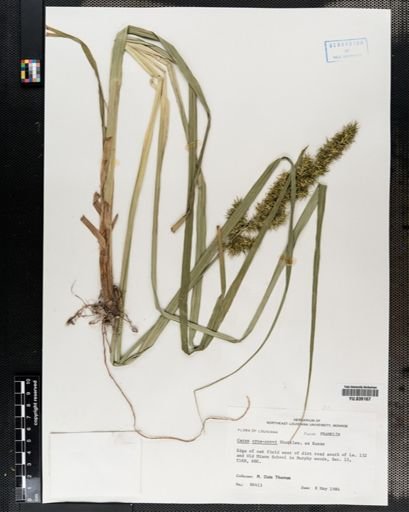 Plantae