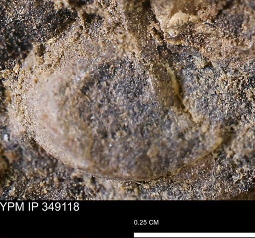 undet. Mollusca