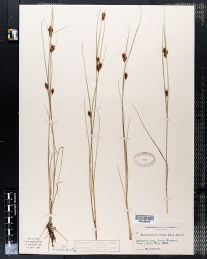 Rhynchospora fusca