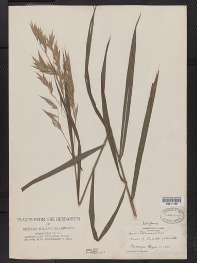 Bromus latiglumis