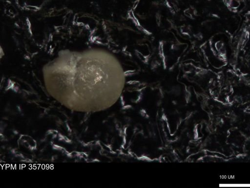 undet. Foraminiferida
