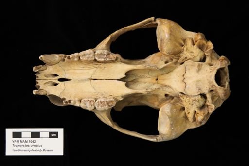 Tremarctos ornatus