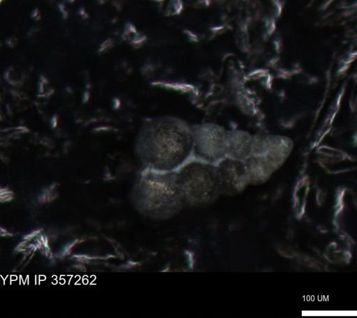 undet. Foraminiferida