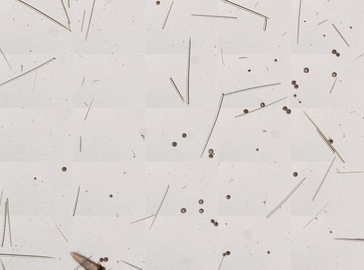 Geodia sp.