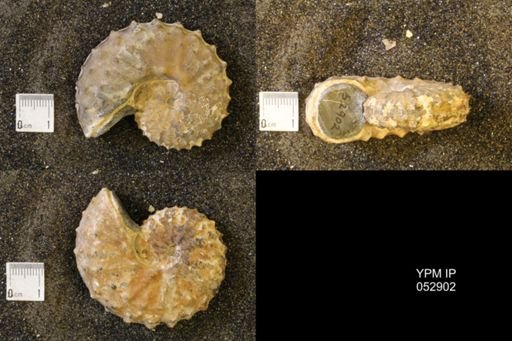 Discoscaphites gulosus