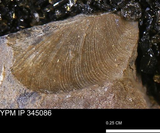 Limopsis striatopunctatus