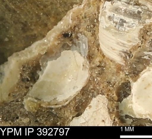 Protocardia?
