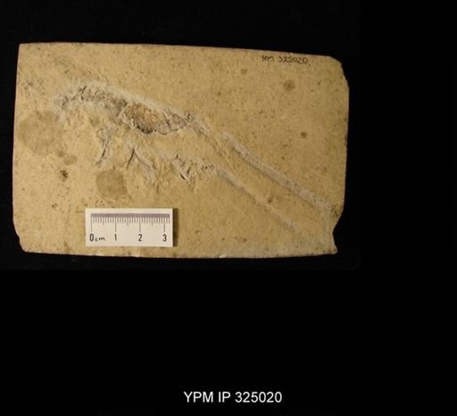 Mecochirus longimanatus