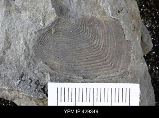 Modiomorpha concentrica