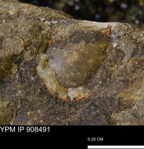 undet. Mollusca