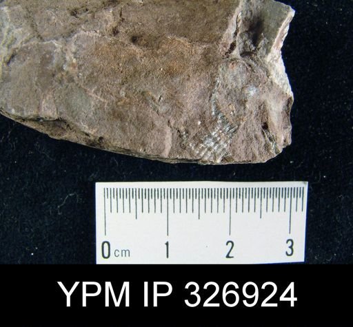 Productus cora