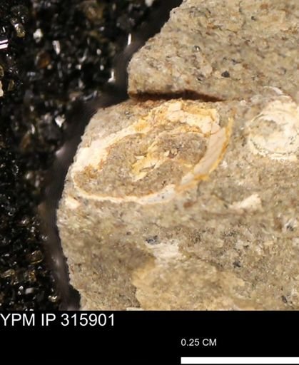 undet. Mollusca