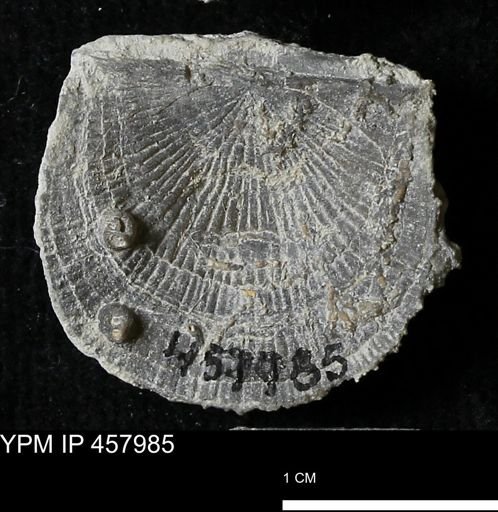 Strophodonta sp.