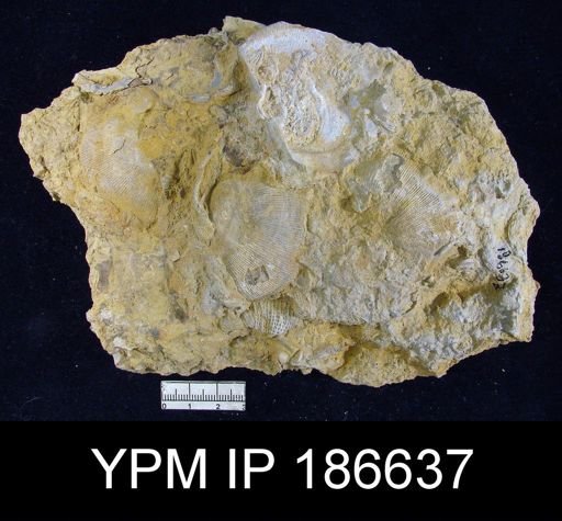 Derbyoides nebraskensis