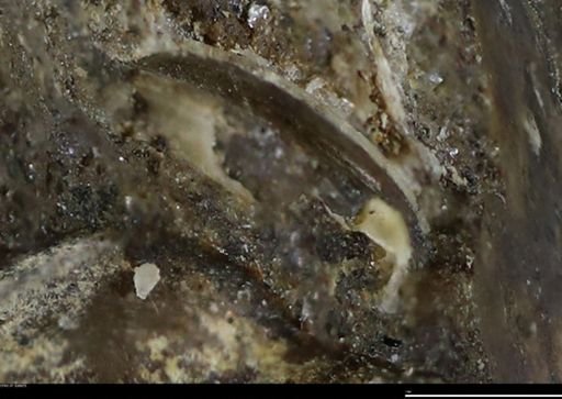 undet. Bivalvia