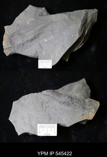 undet. Nautiloidea