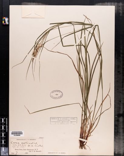 Carex aestivalis