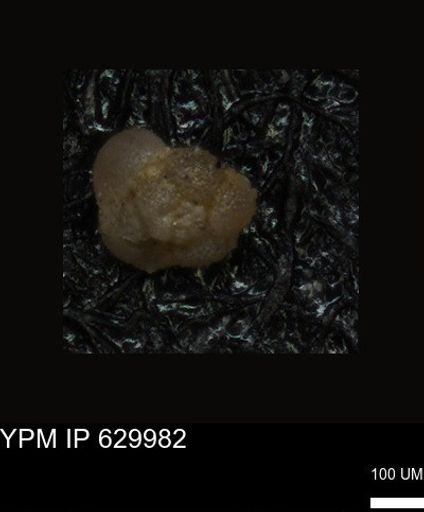undet. Foraminiferida