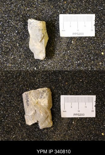 Scaphites sp.