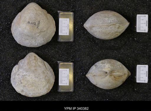 Protocardia texana