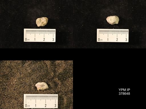 Marginifera wabashensis