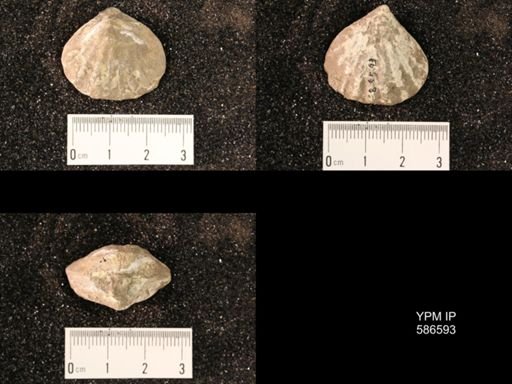 Meekella striatocostata