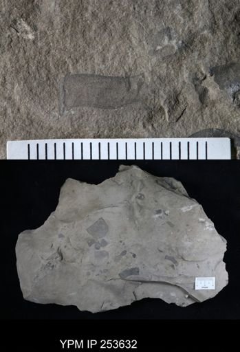 Eurypterus sp.
