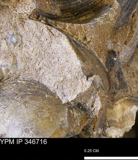 undet. Mollusca